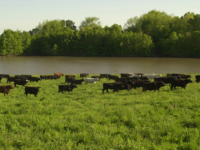 The biggest concern for cattlemen who had cattle survive flooding is leptospirosis and clostridial diseases, according to Corrie Bowen, Texas A&amp;M AgriLife Extension Service agent for Wharton County, Texas. (DTN/The Progressive Farmer file photo)